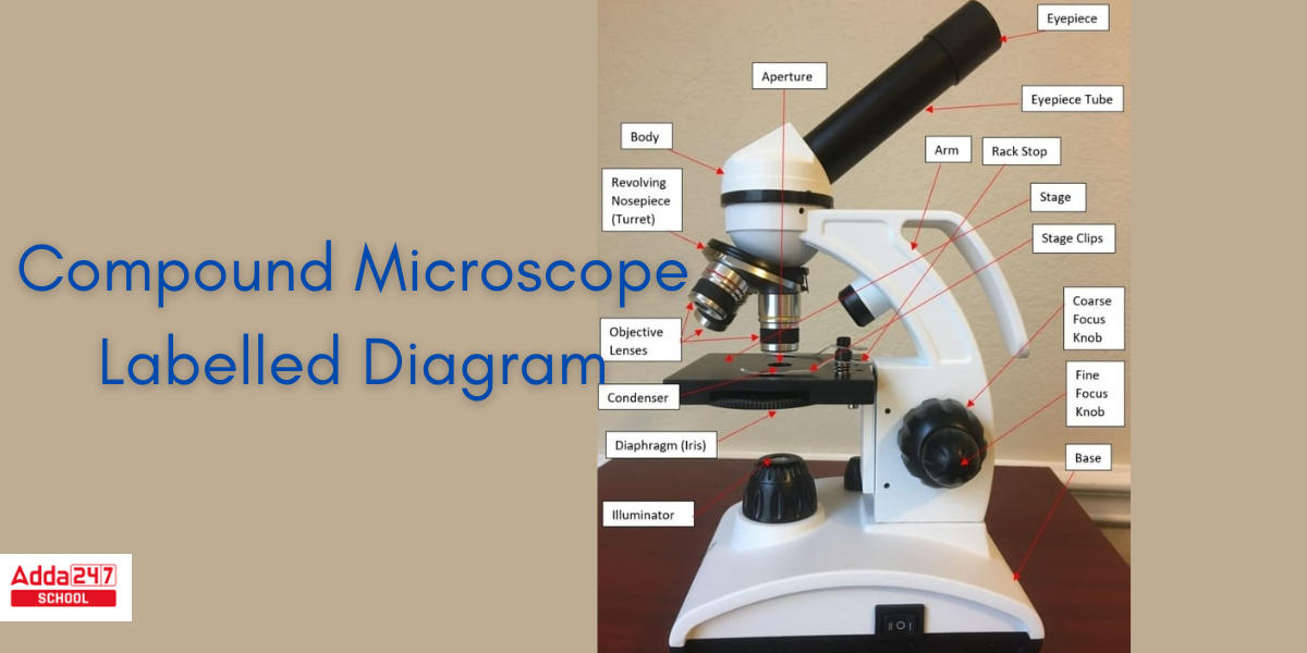 Compound Microscope Diagram, Parts and Functions -_3.1
