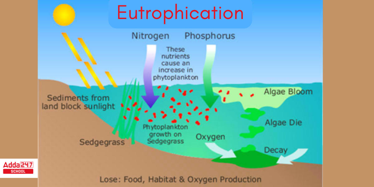 Eutrophication Meaning, Definition, Causes, Process, Diagram_3.1