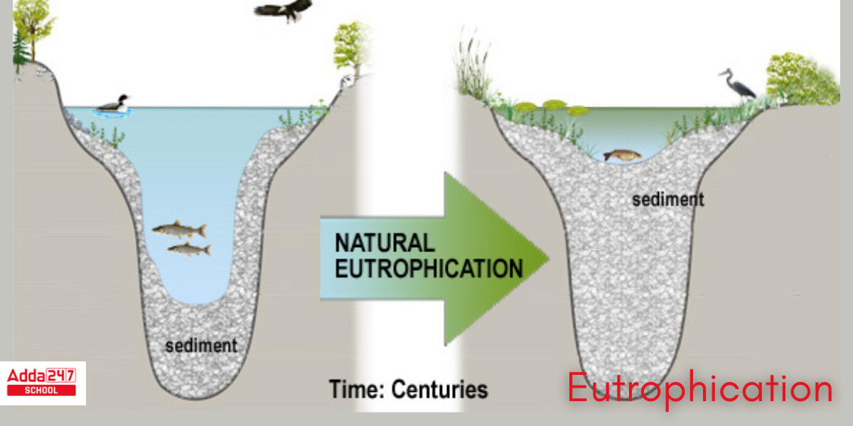 Eutrophication Meaning, Definition, Causes, Process, Diagram in Biology -_5.1