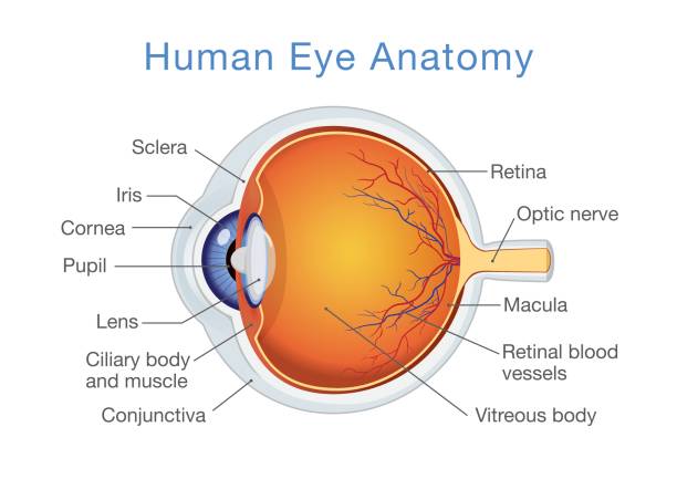 Human Eye Diagram, Structure and Functions for Class 10_40.1