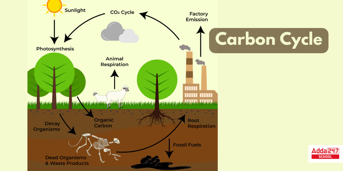 Carbon Cycle, Diagram, Steps, Definition in Biology_3.1