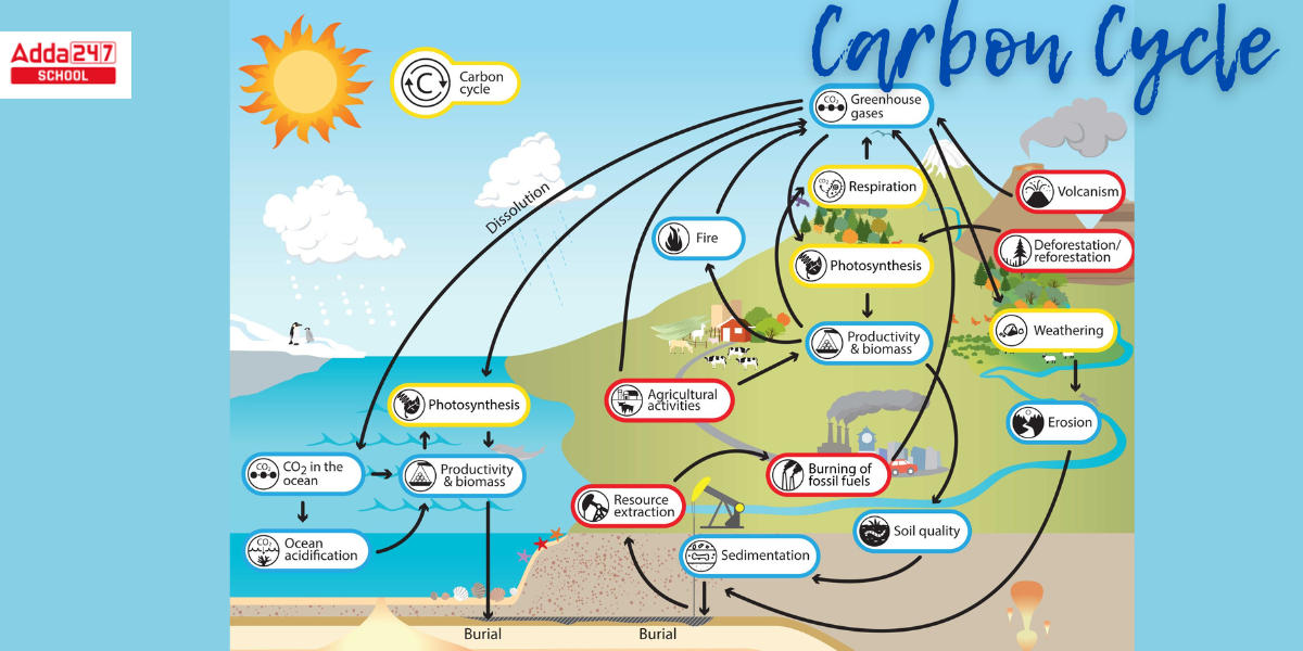 Carbon Cycle, Diagram, Steps, Definition in Biology_5.1