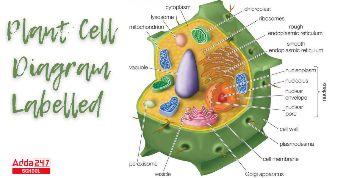 Plant Cell Definition, Structure, Function, Diagram & Types_3.1