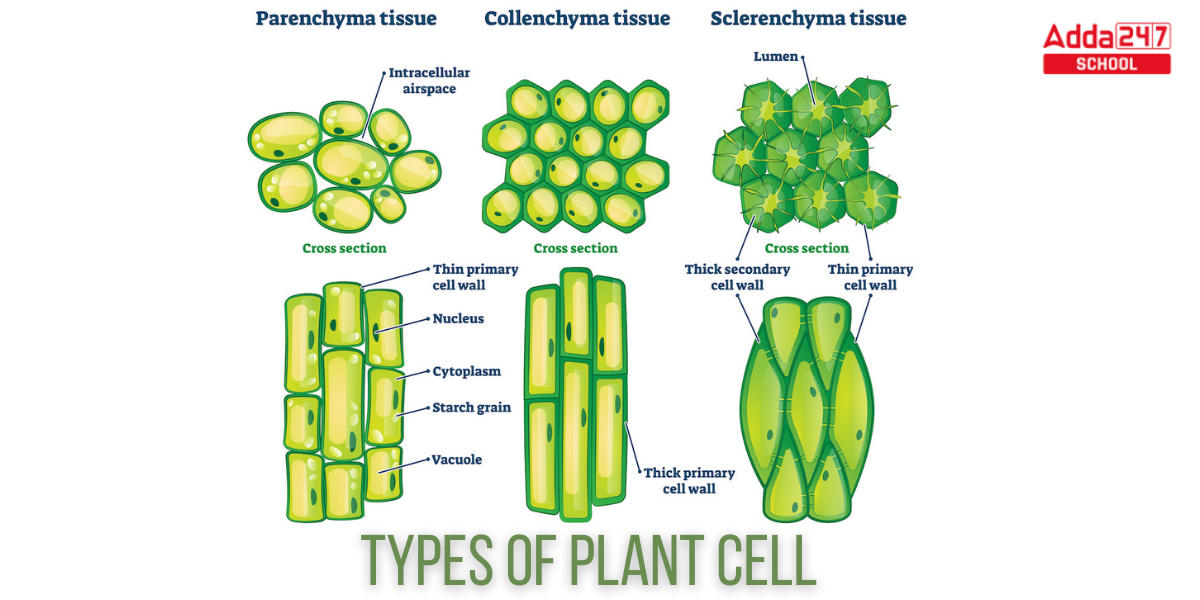 Plant Cell Definition, Structure, Function, Diagram & Types_5.1