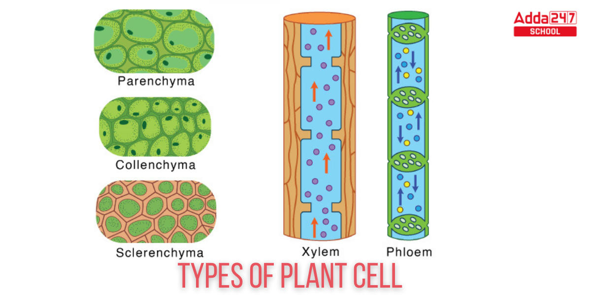 Plant Cell Definition, Structure, Function, Diagram & Types_4.1