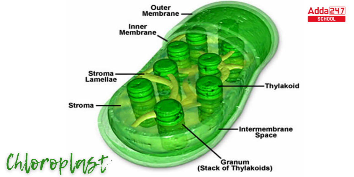 Plant Cell Definition, Structure, Function, Diagram & Types_7.1
