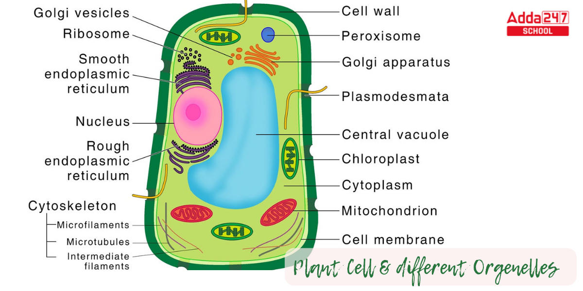 Plant Cell Definition, Structure, Function, Diagram & Types_6.1