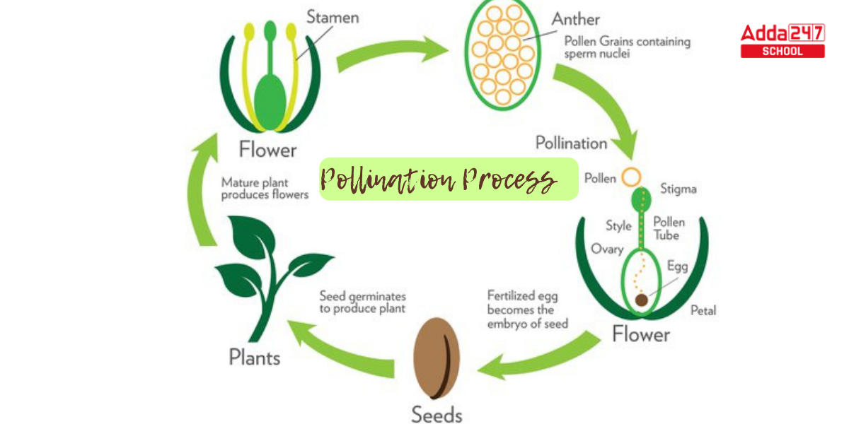 Pollination- Definition, Diagram, Process, Types_4.1
