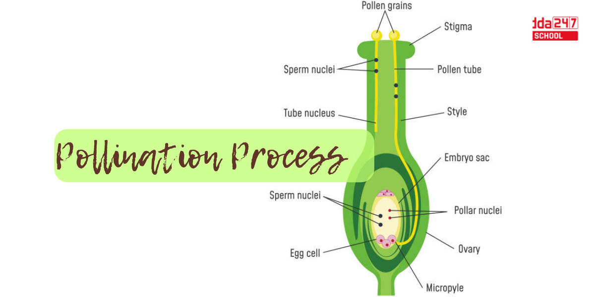 Pollination- Definition, Diagram, Process, Types_5.1