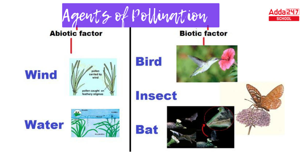 Pollination- Definition, Diagram, Process, Types_3.1