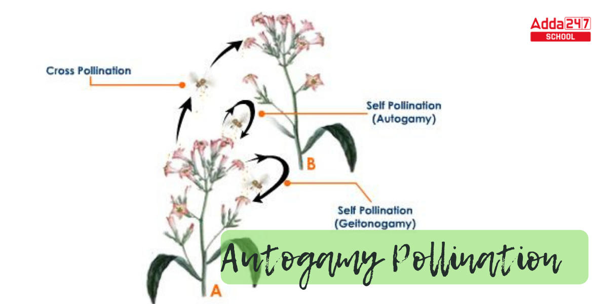 Pollination- Definition, Diagram, Process, Types_8.1