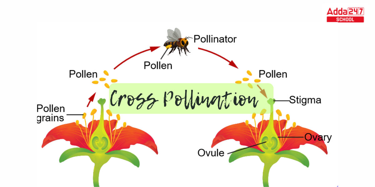 Pollination- Definition, Diagram, Process, Types_7.1