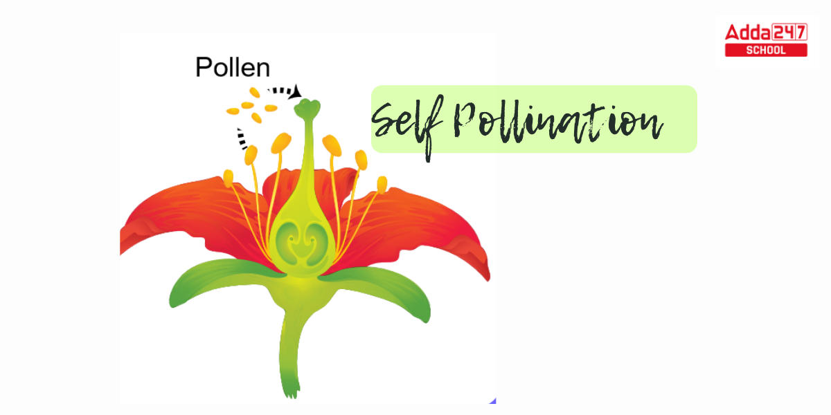 Difference Between Self Pollination and Cross Pollination_3.1