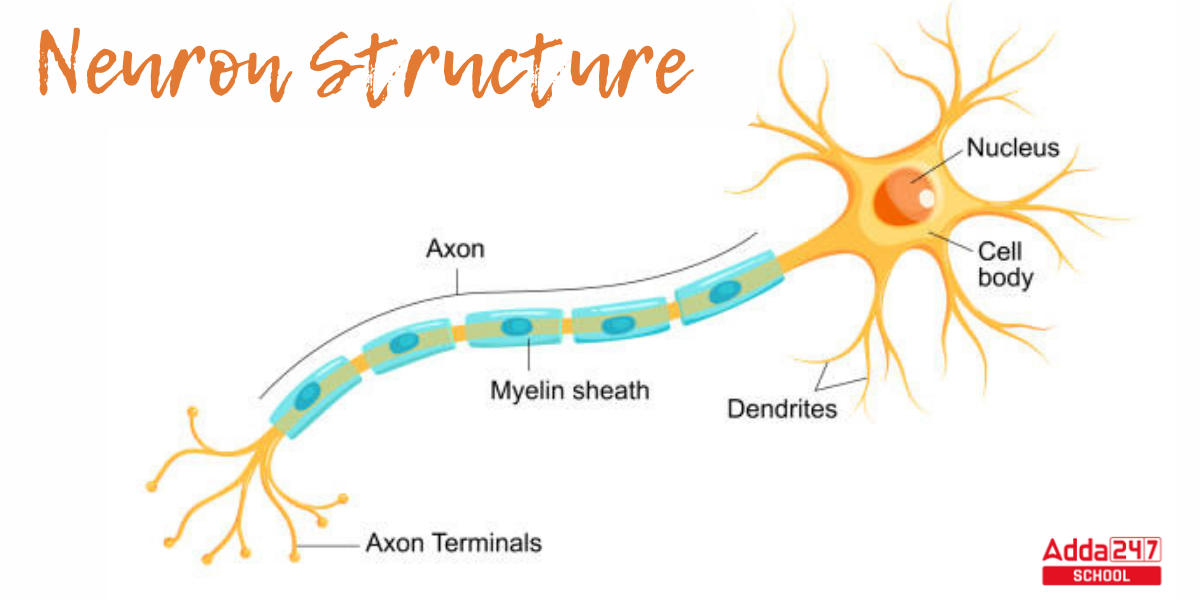 Neuron Definition, Diagram, Structure, Types, Parts and Functions_3.1