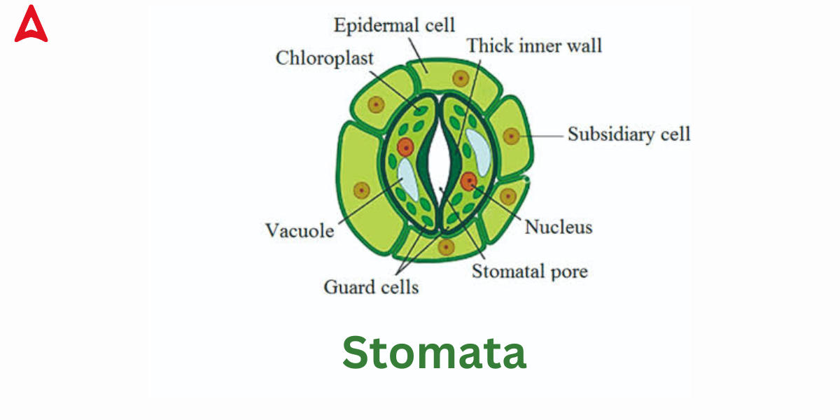 Stomata Diagram, Function, Definition, Structure, Types_3.1