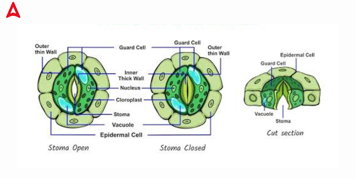 Stomata Diagram, Function, Definition, Structure, Types_4.1