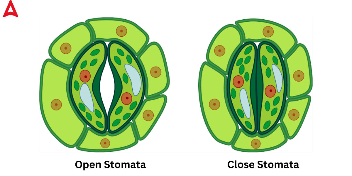 Stomata Diagram, Function, Definition, Structure, Types_5.1