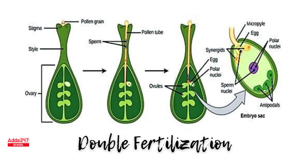 Double Fertilization, Definition, Process in Plant & Humans, Diagram_3.1