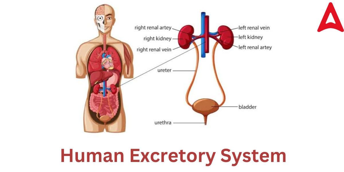 Excretion in Humans, Process, Diagram, System, Function_70.1