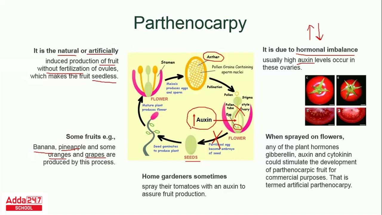 Parthenocarpy Diagram