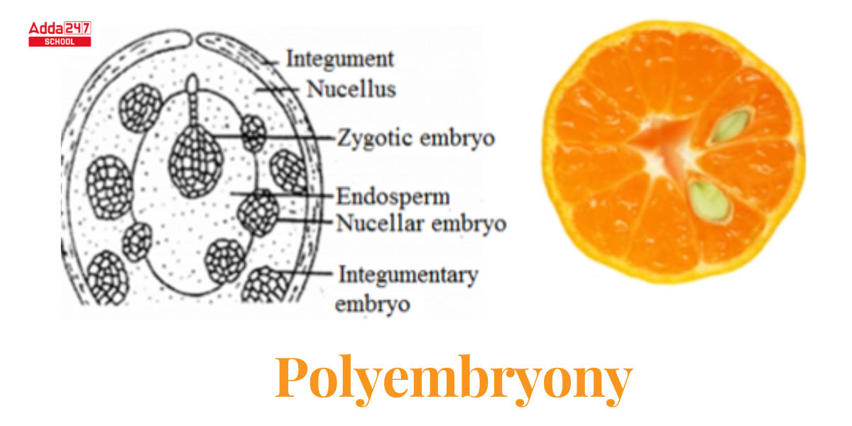 Polyembryony in Plants, Citrus, Gymnosperms, Types, Diagram_3.1