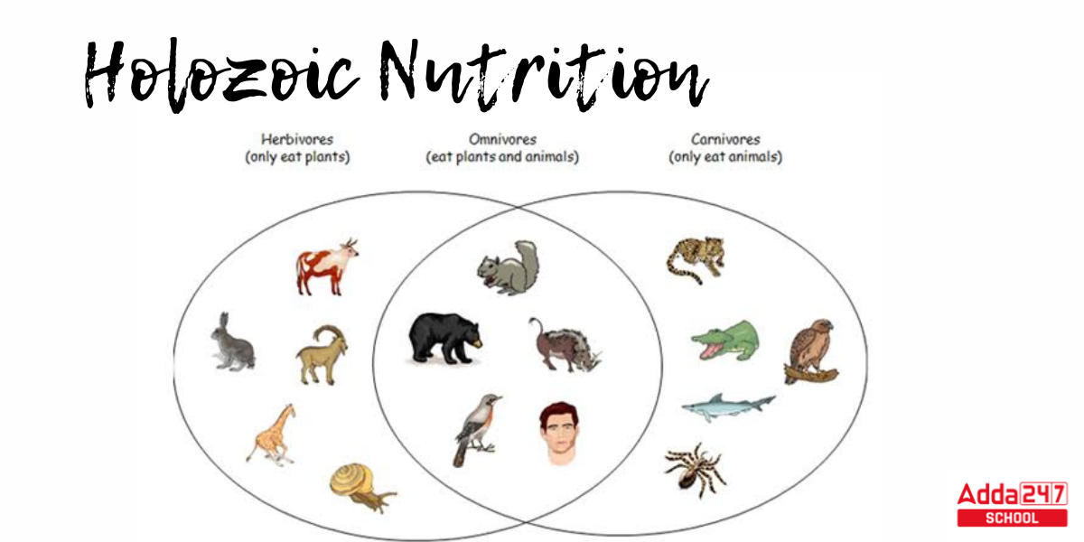 Heterotrophic Nutrition, Types, Diagram, and Examples for Class 10 -_5.1