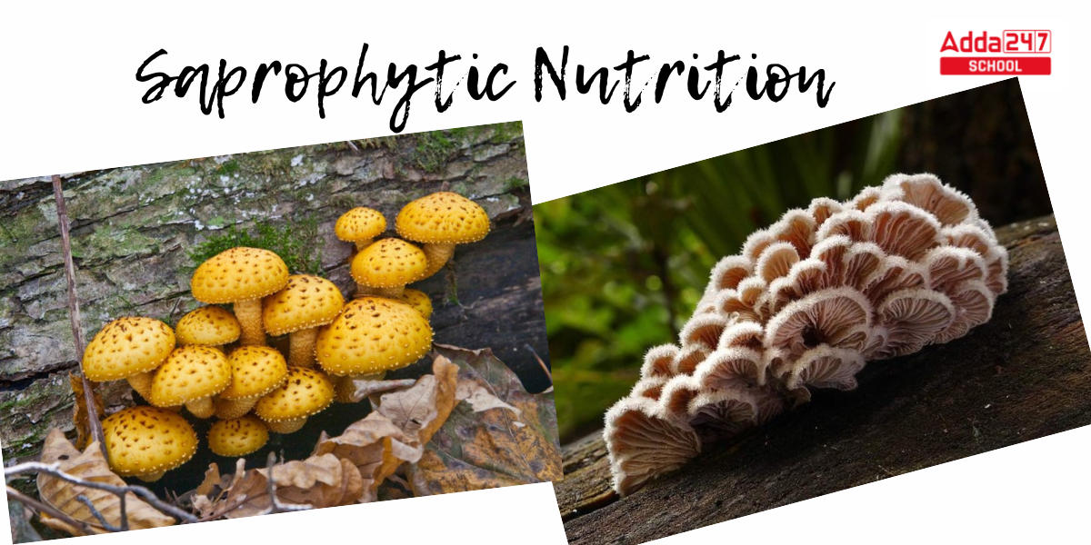 Heterotrophic Nutrition, Types, Diagram, and Examples for Class 10 -_6.1