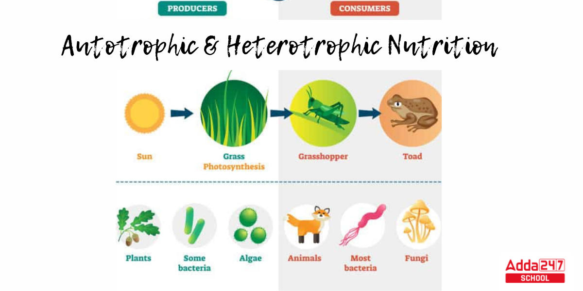 Heterotrophic Nutrition, Types, Diagram, and Examples for Class 10 -_3.1