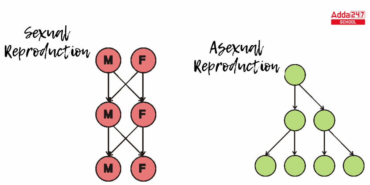 Asexual Reproduction Definition, Examples, Types, Advantages_10.1