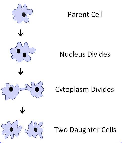 Asexual Reproduction Definition, Examples, Types, Advantages_3.1