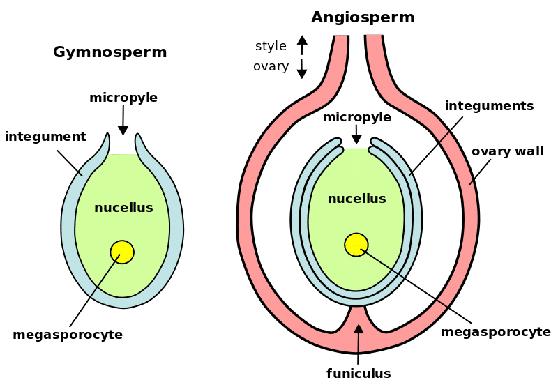 Asexual Reproduction Definition, Examples, Types, Advantages_9.1