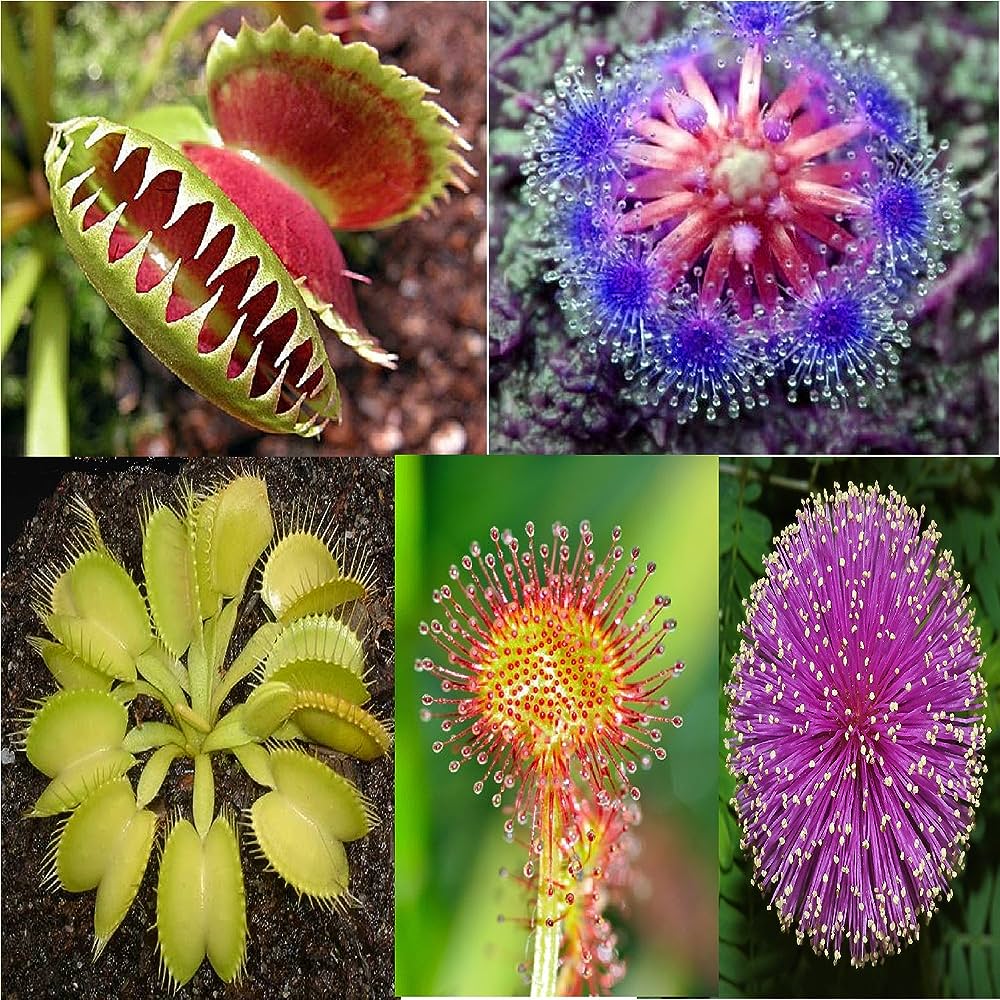 Insectivorous Plant Name, Examples, Types, Definition_3.1