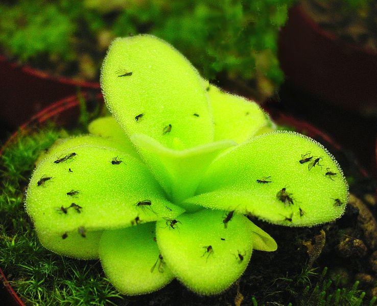 Insectivorous Plant Name, Examples, Types, Definition_4.1