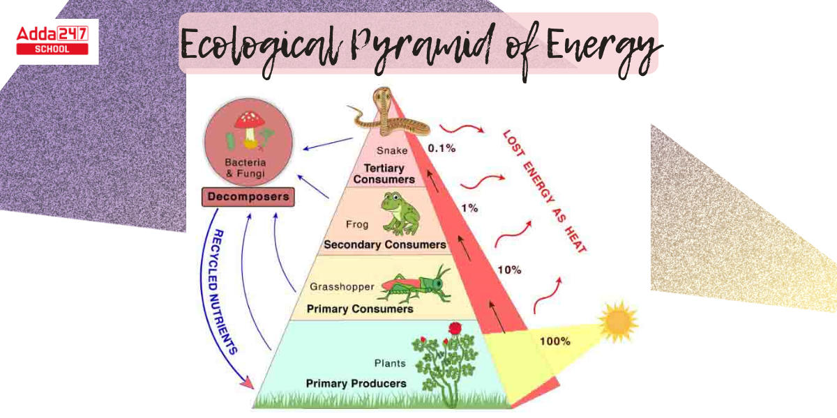 Ecological Pyramid: Types Examples, Diagram, Given By_5.1