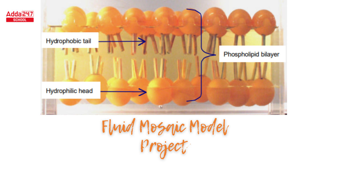 Fluid Mosaic Model of Plasma Membrane with Diagram_5.1