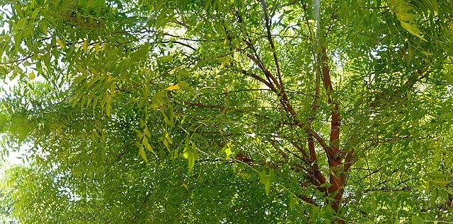 50 Trees Name in English and Hindi -_4.1