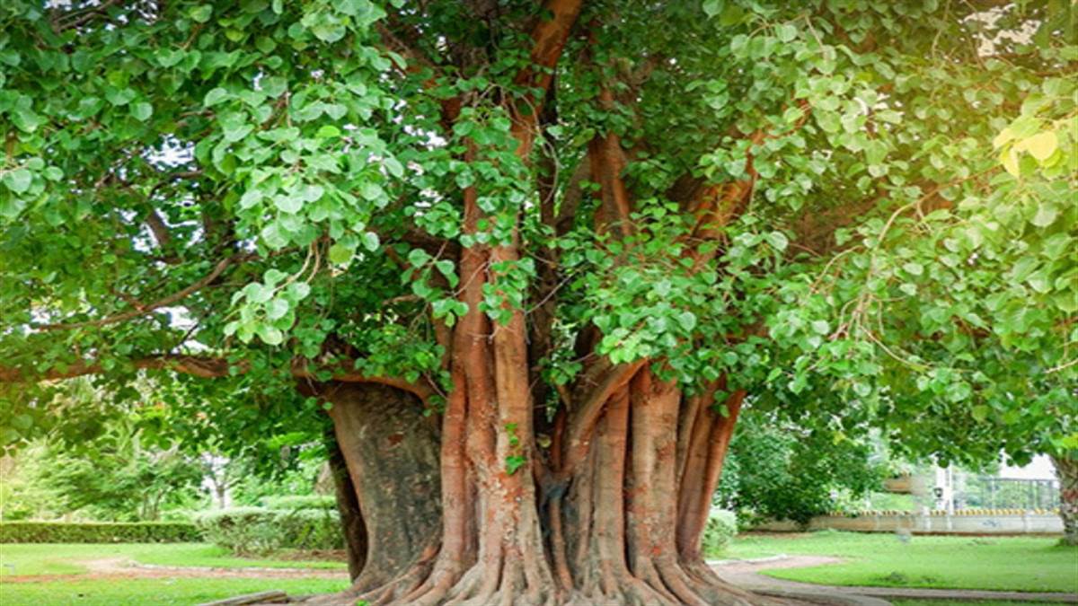 Trees Name in Hindi- 50 Trees Name in English_11.1