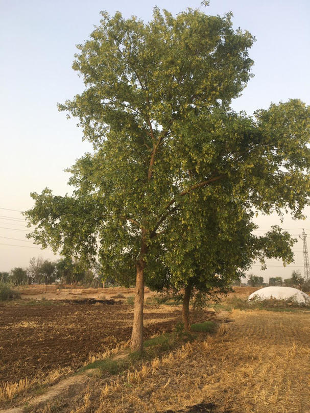 Trees Name in Hindi- 50 Trees Name in English_14.1