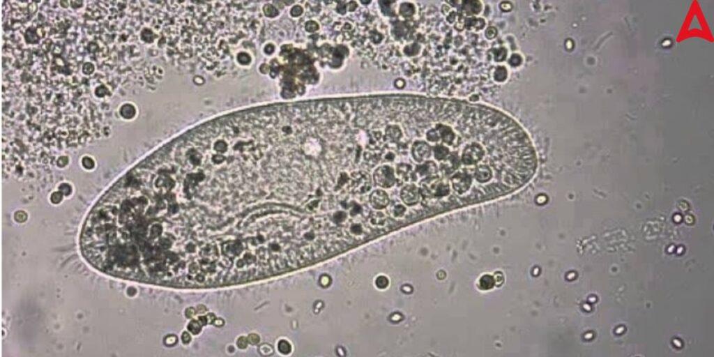 Microscopic image of Paramecium
