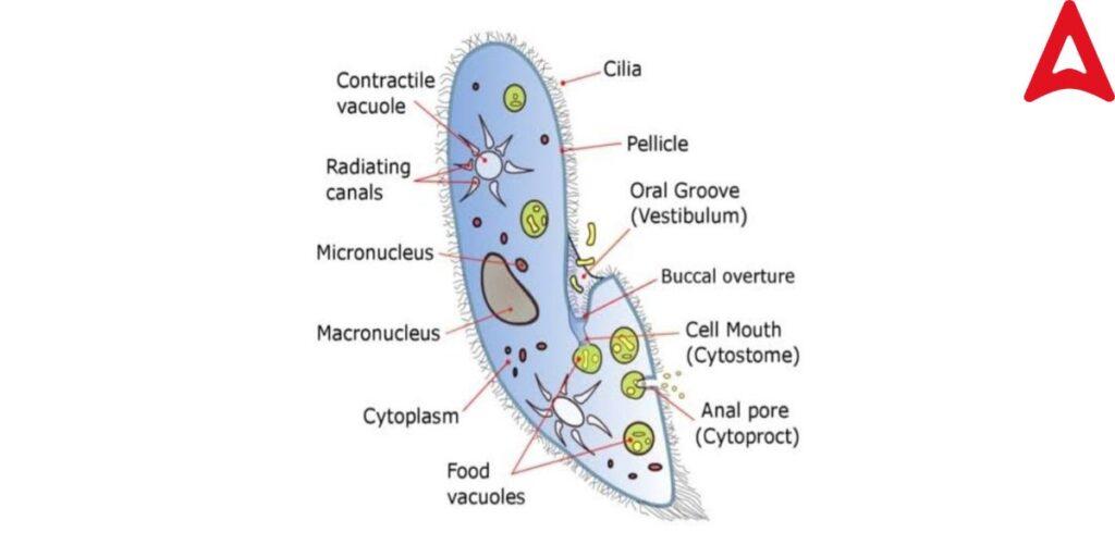 Structure of Paramecium Diagram