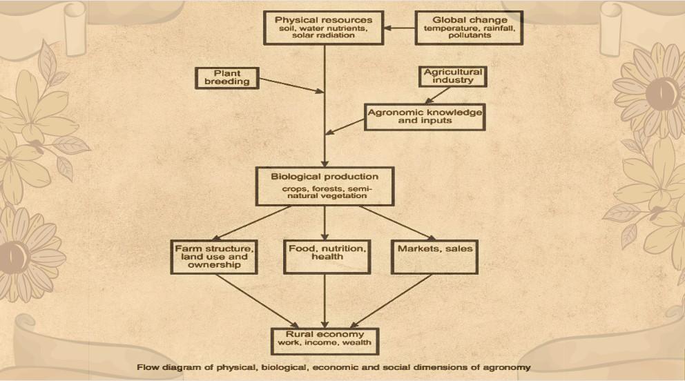flow diagram of physical, biological, economic, and social dimension of agronomy
