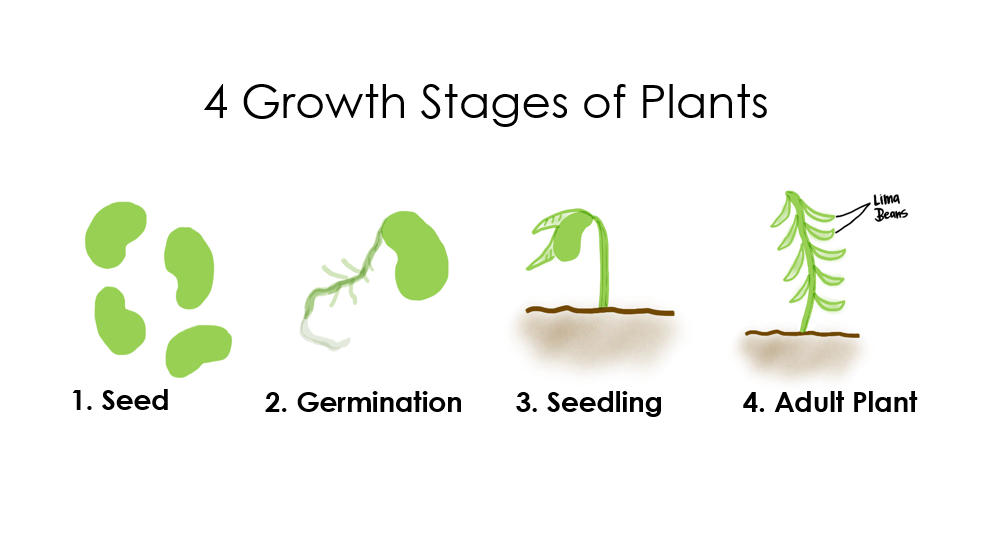 Seed Germination: Definition, Process and Factors - Exams_3.1