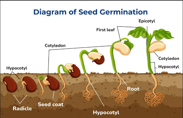 Seed Germination: Definition, Process and Factors - Exams_4.1