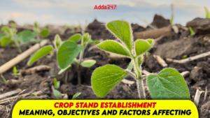 Crop Stand Establishment: Meaning, Objectives and Factors Affecting