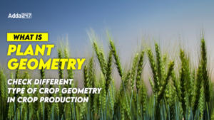 What is Plant Geometry, Check Different Type of Crop Geometry in Crop Production