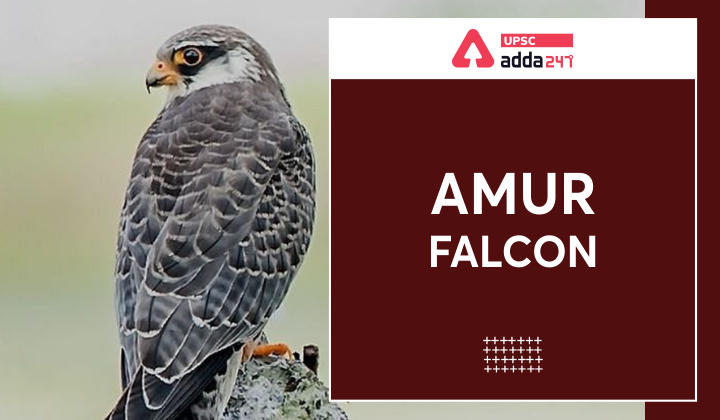 Amur falcon in India