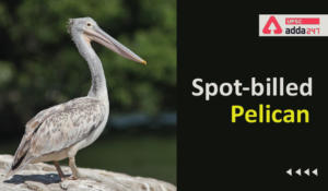 Spot-billed Pelican UPSC