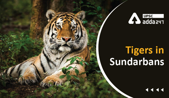 Sunderban tiger reserve