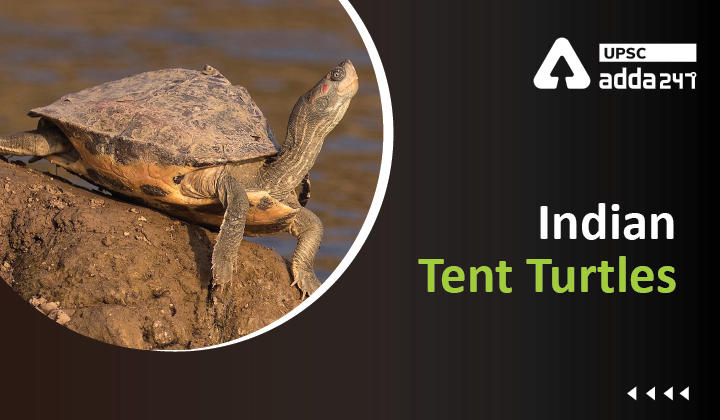 Indian Tent Turtles UPSC