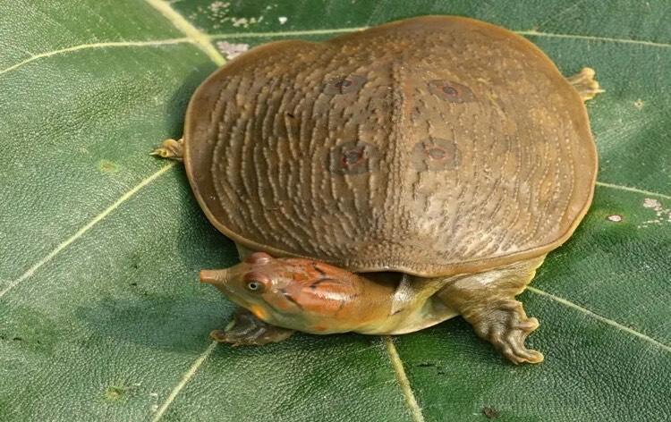 Leith’s Soft-shelled Turtle 
